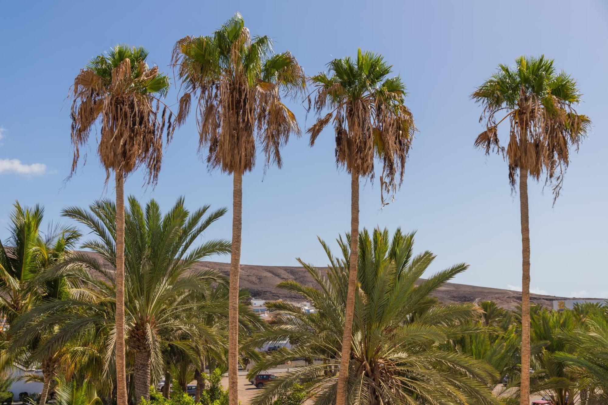 Palm Beach Fuerteventura Tarajalejo Esterno foto